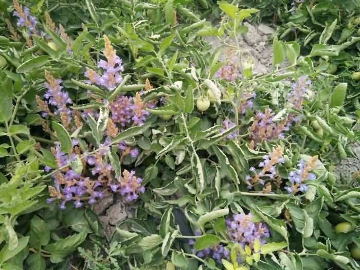 微信圖片_20190709110738.jpg 微信圖片_20190709110738.jpg